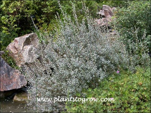 nice silvery colored foliage